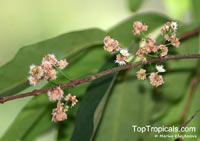 Syzygium polyanthum , Eugenia balsamea, Eugenia nitida, Eugenia polyantha, Indonesian Bayleaf, Salam

Click to see full-size image