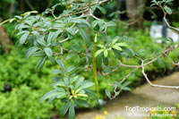 Tabebuia bahamensis, Tabebuia turquinensis, Tabebuia affinis, Tabebuia leonis, Dwarf Bahamian Trumpet Tree, Five Fingers

Click to see full-size image