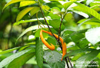 Tabernaemontana aurantiaca, Orange Milkwood

Click to see full-size image
