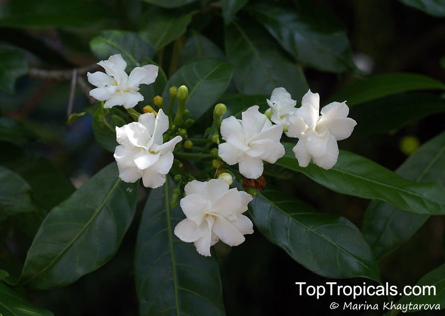 Tabernaemontana corymbosa, Flower of Love
