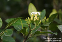 Tabernaemontana macrocarpa, Tabernaemontana

Click to see full-size image