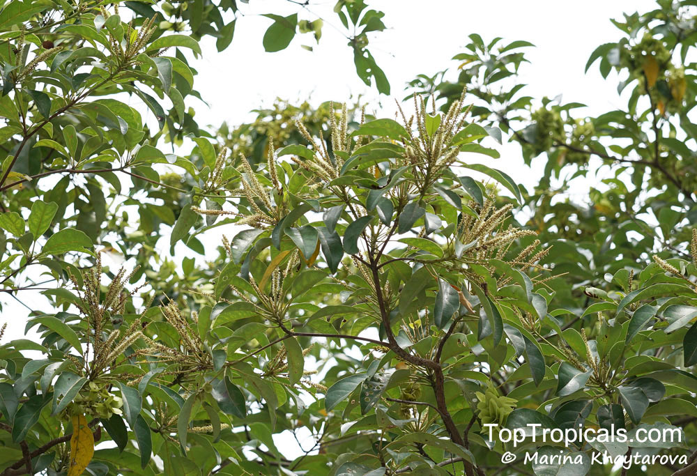 Terminalia calamansanai, Philippine Almond, Yellow Terminalia