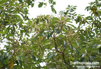Terminalia calamansanai, Philippine Almond, Yellow Terminalia

Click to see full-size image