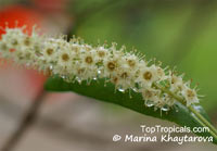 Terminalia foetidissima, Terminalia

Click to see full-size image