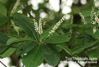 Terminalia foetidissima, Terminalia

Click to see full-size image