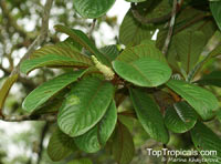 Terminalia kaernbachii, Terminalia okari, Okari Nut, Yellow Terminalia

Click to see full-size image