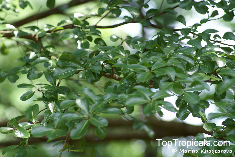 Terminalia mantaly, Madagascar Almond, Umbrella Tree