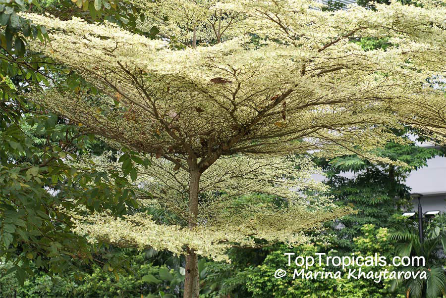 Terminalia mantaly, Madagascar Almond, Umbrella Tree. Terminalia mantaly 'Tricolor'