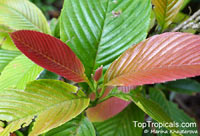 Tetracera fagifolia, Tetracera