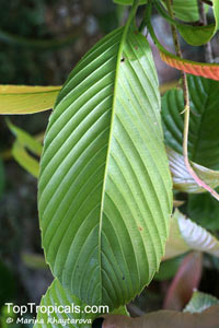 Tetracera fagifolia, Tetracera

Click to see full-size image