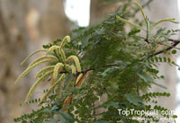 Tetrapleura tetraptera, Adenanthera tetraptera, Aidan Tree, Prekese

Click to see full-size image