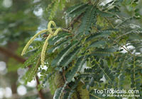 Tetrapleura tetraptera, Adenanthera tetraptera, Aidan Tree, Prekese