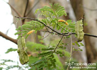 Tetrapleura tetraptera, Adenanthera tetraptera, Aidan Tree, Prekese

Click to see full-size image