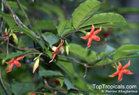 Wrightia dubia, Cameraria dubia, Wrightia cambodiensis, Starfish Flower, Red Wrightia

Click to see full-size image