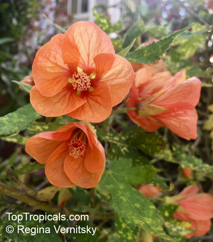 Abutilon pictum, Golden Rain Flowering Maple, Thompsons Flowering Maple, Bell Flower