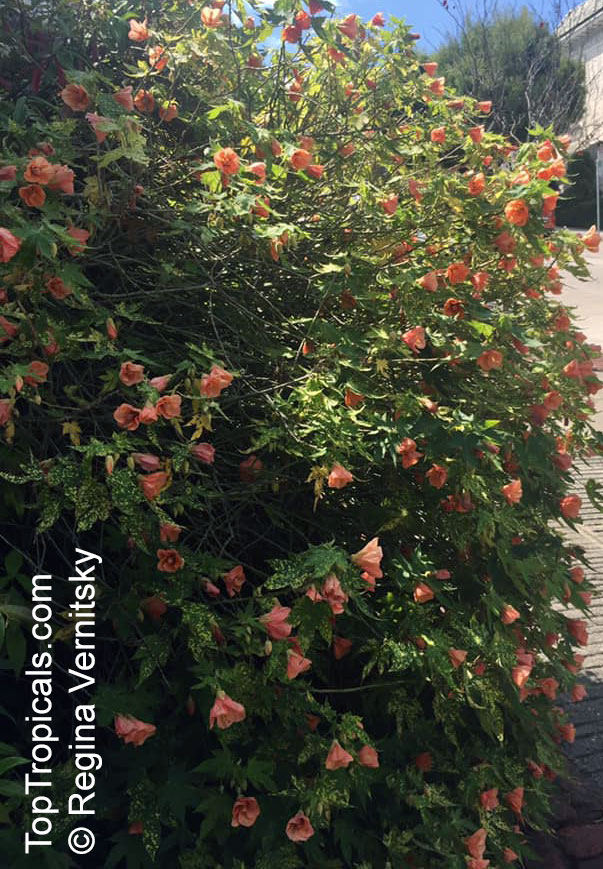 Abutilon pictum Flowering Maple