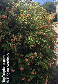Abutilon pictum, Golden Rain Flowering Maple, Thompsons Flowering Maple, Bell Flower

Click to see full-size image