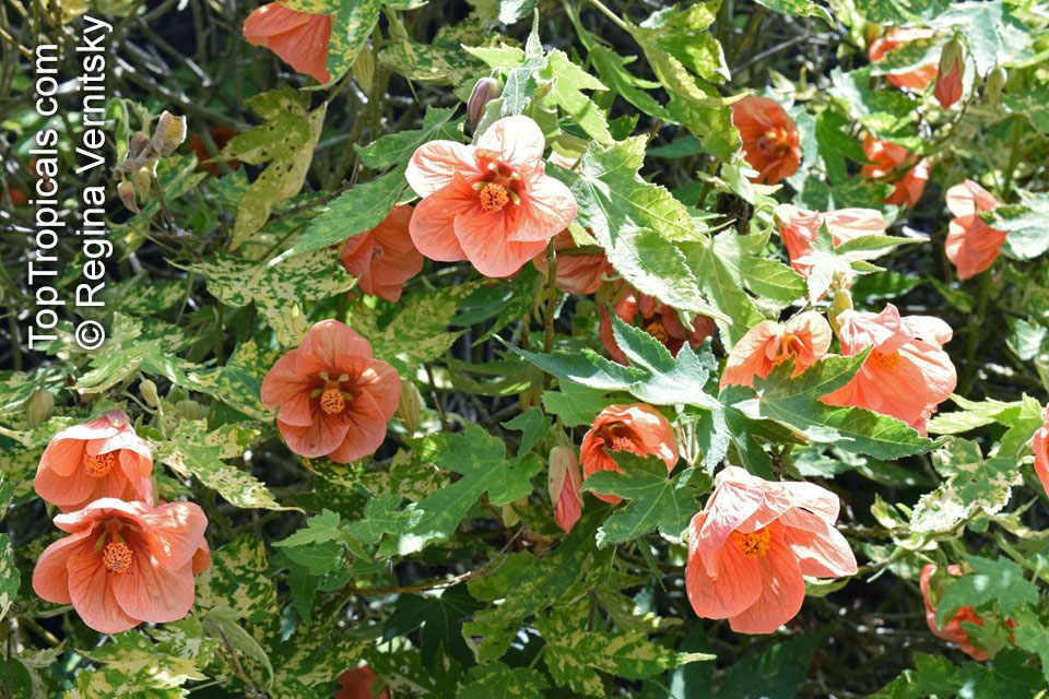 Abutilon pictum, Golden Rain Flowering Maple, Thompsons Flowering Maple, Bell Flower