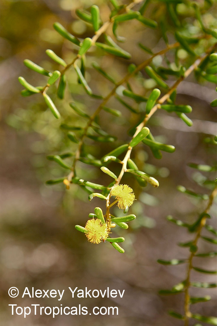 Acacia sp., Prickly Moses, Khair. Acacia idiomorpha