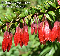 Agapetes serpens, Vaccinium serpens

Click to see full-size image