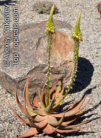 Aloe sp., Aloe

Click to see full-size image