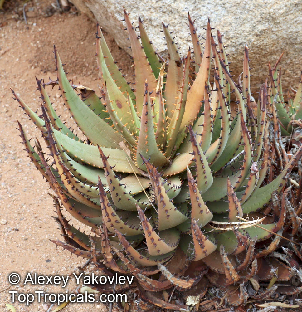 Aloe sp., Aloe. Aloe melanacantha