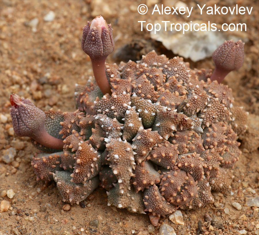 Aloinopsis sp., Aloinopsis, Living Stone. Aloinopsis luckhoffii