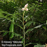 Alpinia zerumbet, Shell Ginger

Click to see full-size image