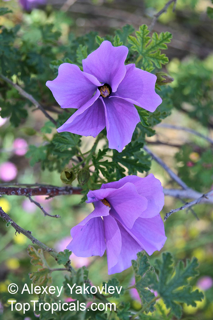 Alyogyne huegelii, Hibiscus geranifolius, Blue Hibiscus
