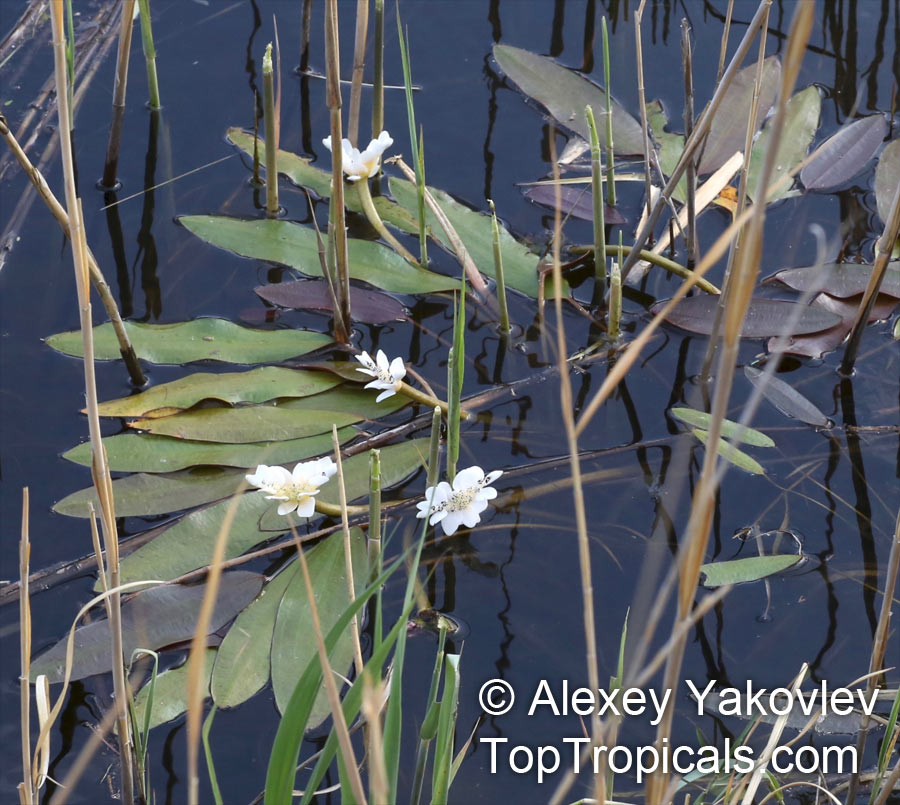 Aponogeton distachyos, Water Hawthorn, Vleikos, Cape Pond Weed, Water Hyacinth
