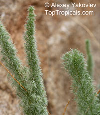 Asparagus juniperoides, Asparagus 

Click to see full-size image