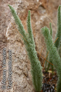 Asparagus juniperoides, Asparagus 

Click to see full-size image