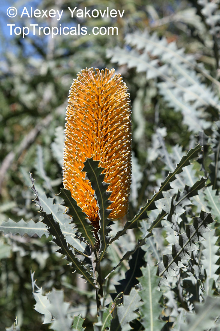 Banksia sp., Banksia. Banksia ashbyi