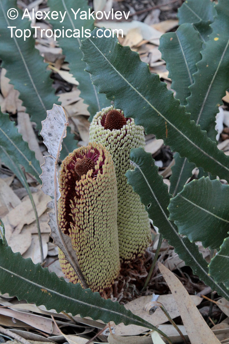 Banksia petiolaris, Banksia