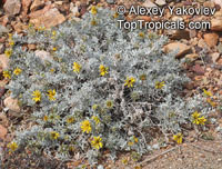 Berkheya cuneata, Rohria cuneata, Bietou

Click to see full-size image