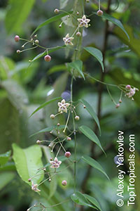 Blepharodon salicinum

Click to see full-size image