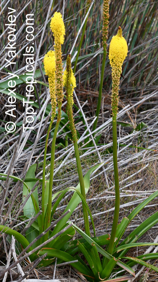 Bulbinella sp., Bulbinella. Bulbinella latifolia 