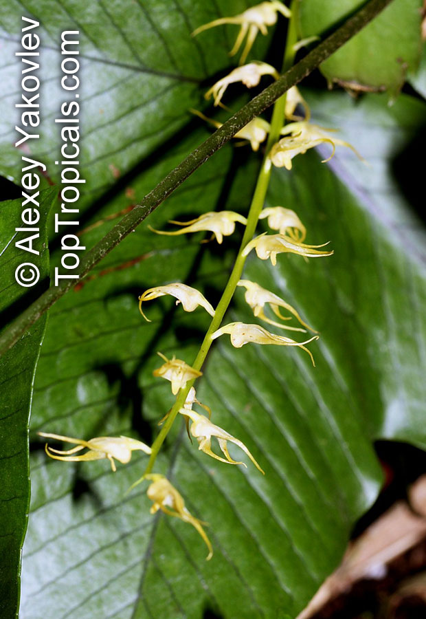 Bulbophyllum sp., Bulbophyllum. Bulbophyllum flavescens