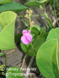 Canavalia sp., Magic Bean, Kaattuthambattan, Beach Bean, Seaside Bean, Jackbean

Click to see full-size image