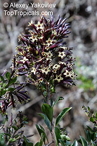 Cestrum sp., Butterfly Flower

Click to see full-size image