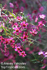 Chamelaucium uncinatum, Darwinia uncinata, Geraldton Waxflower

Click to see full-size image