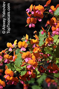 Chorizema cordatum, Heart-leaf Flame Pea, Australian Flame Pea

Click to see full-size image