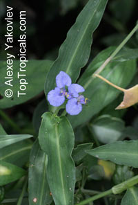 Commelina sp., Dayflower

Click to see full-size image