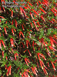 Cuphea ignea, Cigar Flower, Cigarette Plant, Firecracker Plant

Click to see full-size image