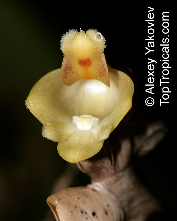 Dendrobium sp., Dendrobium Orchid. Dendrobium leonis