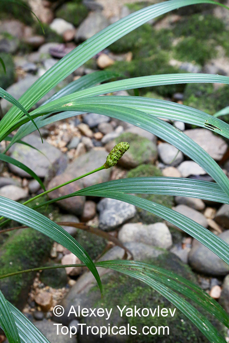 Dicranopygium stenophyllum, Dicranopygium