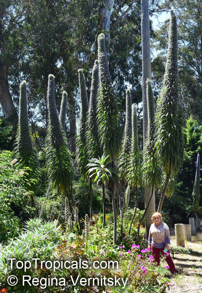 Echium pininana, Tree Echium, Pne Echium, Giant Viper's-bugloss