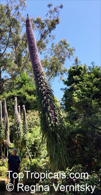 Echium pininana, Tree Echium, Pne Echium, Giant Viper's-bugloss

Click to see full-size image