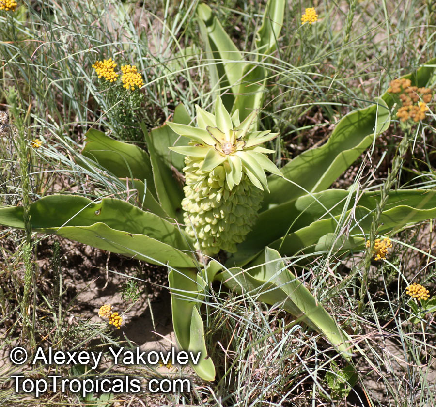 Eucomis autumnalis, Eucomis undulata , Pineapple Lily
