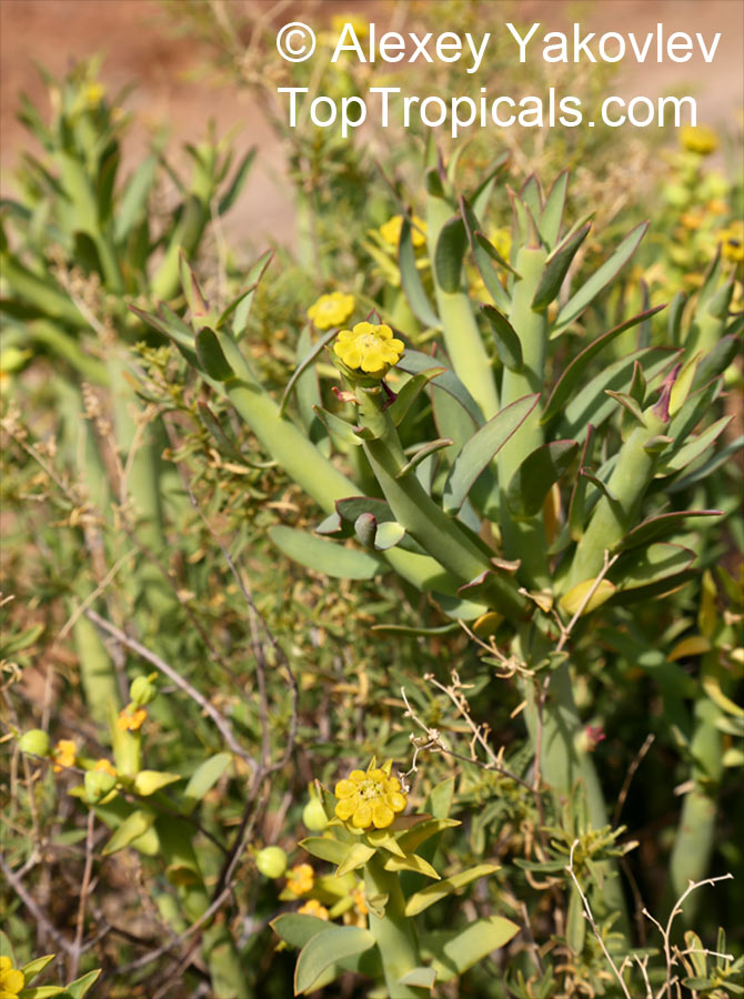 Euphorbia burmannii, Steenbokbos